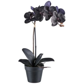 Deko Blume Phalaenopsis Orchidee ZEMFRAL, Dekotopf, Wurzeln, schwarz, 50cm Deko Blume Phalaenopsis Orchidee ZEMFRAL, Dekotopf, Wurzeln, schwarz, 50cm