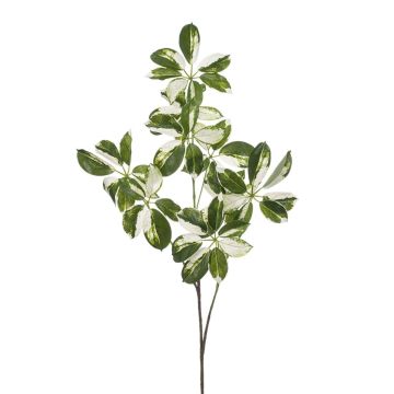 Deko Zweig Schefflera PARVANEH, grün-weiß, 110cm