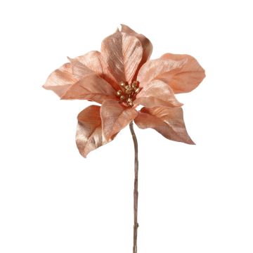 Samt Poinsettia SHEBA, rosé, 55cm, Ø21cm