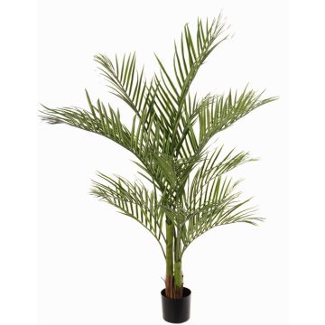 Unechte Areca Palme JUMBOLINO, 150cm