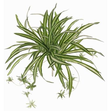 Kunstpflanze Grünlilie DEMIAN auf Steckstab, grün-weiß, 50cm