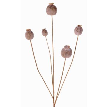 Künstlicher Mohnkapsel Zweig FILOMELA, hellbraun, 75cm, Ø2-3,5cm Künstlicher Mohnkapsel Zweig FILOMELA, hellbraun, 75cm, Ø2-3,5cm