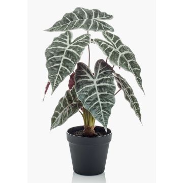Unechte Pflanze Alocasia Sanderiana UTHER, grün-weiß, 40cm Unechte Pflanze Alocasia Sanderiana UTHER, grün-weiß, 40cm