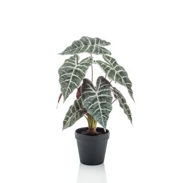 Unechte Pflanze Alocasia Sanderiana UTHER, grün-weiß, 40cm