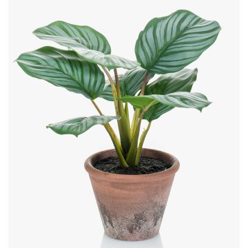 Fakepflanze Calathea Orbifolia ESMIE im Terracotta Topf, grün-weiß, 30cm