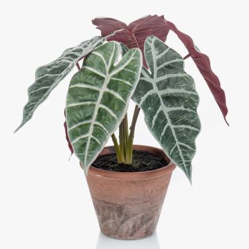 Unechte Pflanze Alocasia Sanderiana GARCIA, Terracotta Topf, grün-weiß, 30cm Unechte Pflanze Alocasia Sanderiana GARCIA, Terracotta Topf, grün-weiß, 30cm