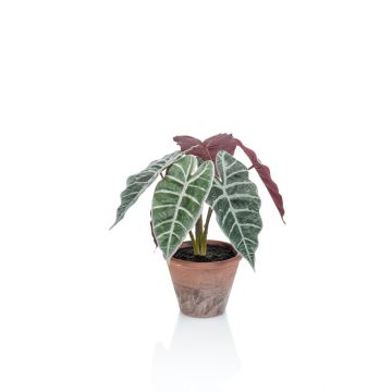 Unechte Pflanze Alocasia Sanderiana GARCIA, Terracotta Topf, grün-weiß, 30cm