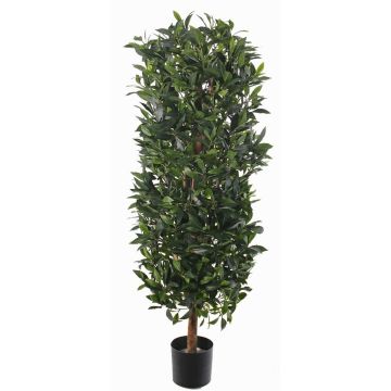 Künstliche Lorbeer Säule UNUK, Echtstamm, 175cm Künstliche Lorbeer Säule UNUK, Echtstamm, 175cm