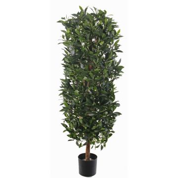 Künstliche Lorbeer Säule UNUK, Echtstamm, 140cm Künstliche Lorbeer Säule UNUK, Echtstamm, 140cm