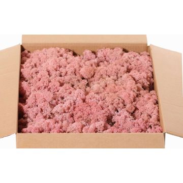 Echtes Isländisches Moos SVEINBJÖRN, rosa, 2,7kg Echtes Isländisches Moos SVEINBJÖRN, rosa, 2,7kg