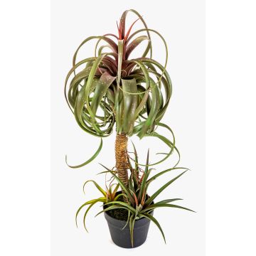 Kunstpflanze Tillandsia streptophylla ELGAFAR, grün-rot, 80cm