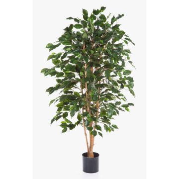 Künstlicher Ficus Benjamina THIAGO, Naturstämme, schwer brennbar, grün, 150cm Künstlicher Ficus Benjamina THIAGO, Naturstämme, schwer brennbar, grün, 150cm