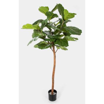 Künstlicher Ficus Lyrata ADERITO, Echtstamm, grün, 170cm Künstlicher Ficus Lyrata ADERITO, Echtstamm, grün, 170cm
