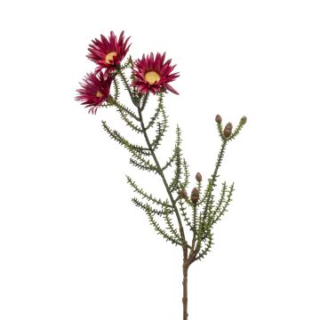 Künstliche Kap-Strohblume BEYA, burgunderrot, 60cm, Ø6cm Künstliche Kap-Strohblume BEYA, burgunderrot, 60cm, Ø6cm