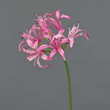 Deko Kunstblume Gartenamaryllis BAIMAI, rosa, 75cm, Ø19cm