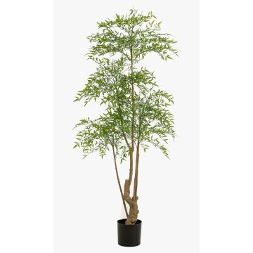 Ruscus Baum künstlich KALED, Kunststamm, grün, 180cm