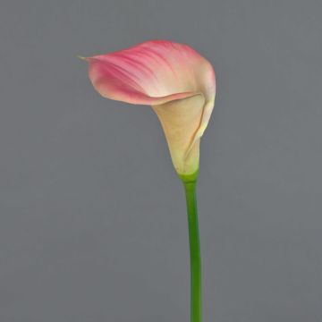 Künstliche Calla DAISCHI, rosa-creme, 70cm, 11x14cm