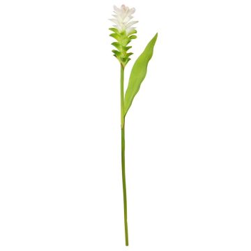 Künstliche Blume Kurkuma DIENDALIN, weiß-grün, 75cm Künstliche Blume Kurkuma DIENDALIN, weiß-grün, 75cm