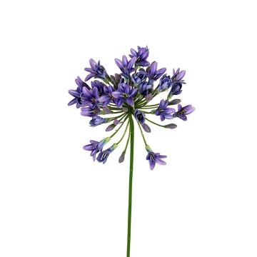 Kunstblume Agapanthus DAMILLAS, lila, 75cm Kunstblume Agapanthus DAMILLAS, lila, 75cm