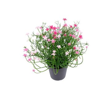 Kunstblume Sternblume FARELIA im Dekotopf, rosa, 24cm Kunstblume Sternblume FARELIA im Dekotopf, rosa, 24cm