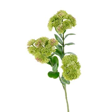 Kunst Zweig Sedum spectabile SHAIMAL mit Blüten, grün, 55cm