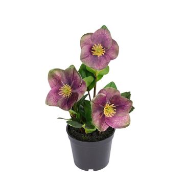 Textilblume Christrose AYANAME, violett, 28cm Textilblume Christrose AYANAME, violett, 28cm