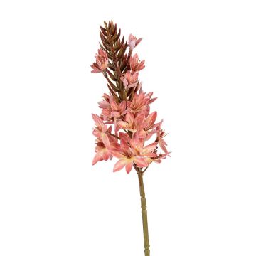 Dekoblume Steppenkerze HINNALE, koralle, 75cm Dekoblume Steppenkerze HINNALE, koralle, 75cm