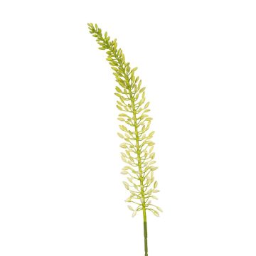 Dekoblume Steppenkerze LIBABE, creme, 105cm Dekoblume Steppenkerze LIBABE, creme, 105cm