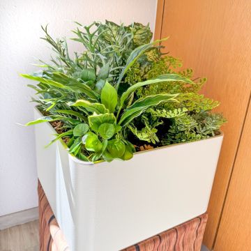 Willkommen in Grün Pflanzenarrangement - Kundenwunsch von Jörg Willkommen in Grün Pflanzenarrangement - Kundenwunsch von Jörg
