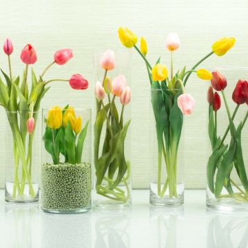 Tulpenblüte Tulpenblüte