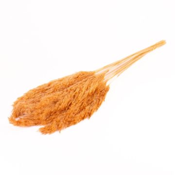 Getrockneter Schilf Bund DONJETA, terracotta, 70-80cm, Ø15cm