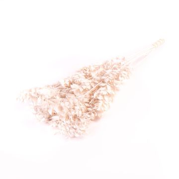 Getrocknete Ruscus Zweige AGNIATA, weiß, 70-75cm, Ø17cm