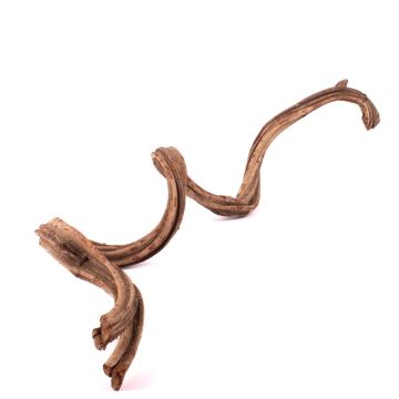 Liane getrocknet Cipo Rosca TANGUN, natur, 100-120cm