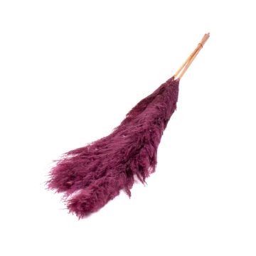 Trockenstrauß Pampasgras ANIAMI, violett, 130-140cm, Ø20cm