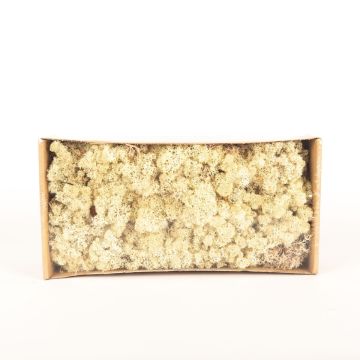 Echtes Isländisches Moos SVEINBJÖRN, natur, 500g