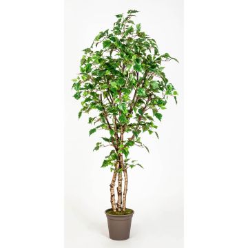 Künstliche Weißbirke HINDRIKA, Naturstämme, grün, 250cm - Made in Italy Künstliche Weißbirke HINDRIKA, Naturstämme, grün, 250cm - Made in Italy