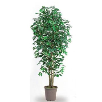 Deko Ficus Benjamini LEONORET, Echtstämme, grün-weiß, 175cm - Made in Italy Deko Ficus Benjamini LEONORET, Echtstämme, grün-weiß, 175cm - Made in Italy