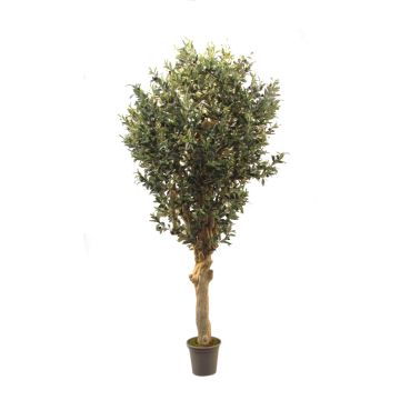 Kunstpflanze Olivenbaum CECILIO, Echtstamm, mit Früchten, 200cm - Made in Italy Kunstpflanze Olivenbaum CECILIO, Echtstamm, mit Früchten, 200cm - Made in Italy