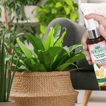 Fragrance Lemon Fern - Frische Duftdekoration für Grünpflanzen