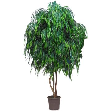 Künstliche Trauerweide NADESCHA, Naturstämme, grün, crossdoor, 300cm - Made in Italy Künstliche Trauerweide NADESCHA, Naturstämme, grün, crossdoor, 300cm - Made in Italy