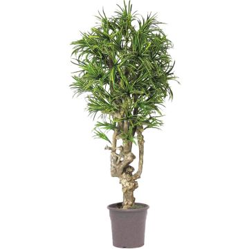 Deko Dracaena Reflexa Jamaica OZIOMA, Echtstamm, grün-gelb, crossdoor, 200cm - Made in Italy