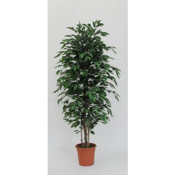 Deko Ficus Benjamini KONRADE, Echte Stämme, grün, 300cm - Made in Italy