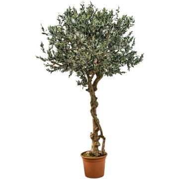 Künstlicher Olivenbaum PLACIDO, Echtstamm, mit Früchten, 275cm - Made in Italy Künstlicher Olivenbaum PLACIDO, Echtstamm, mit Früchten, 275cm - Made in Italy