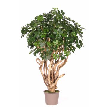 Unechte Schefflera TIERNO, Echtstamm, grün, 225cm - Made in Italy
