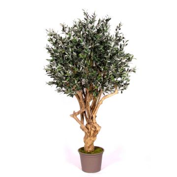Olivenbaum künstlich COTARIO, Echtstamm, mit Früchten, 225cm - Made in Italy Olivenbaum künstlich COTARIO, Echtstamm, mit Früchten, 225cm - Made in Italy