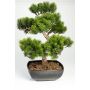 Kunstbonsai Pinie SHADIA mit Wurzeln, in Bonsaischale, 50cm