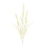 Deko Zweig Sandrohr BUTINA mit Rispen, beige, 85cm