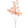 Deko Zweig Lathyrus latifolius SLIRKEN, aprikose, 75cm