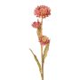 Dekoblume Kap-Strohblume BERLENA, rosa, 60cm