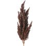 Dekozweig Sorghumhirse WADDY mit Ähren, dunkelrot, 80cm